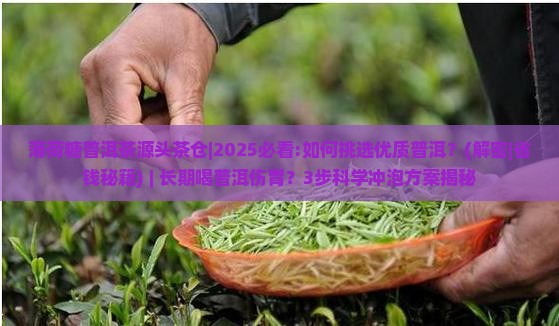 薄荷糖普洱茶源头茶仓