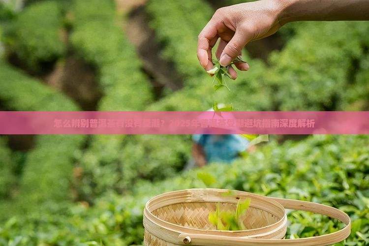 怎么辨别普洱茶有没有受潮