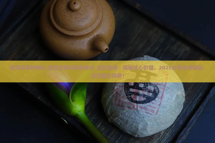 老班章茶树种类