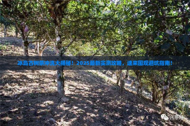 冰岛古树茶如何冲洗