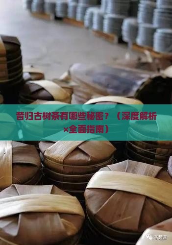 昔归古树茶提问