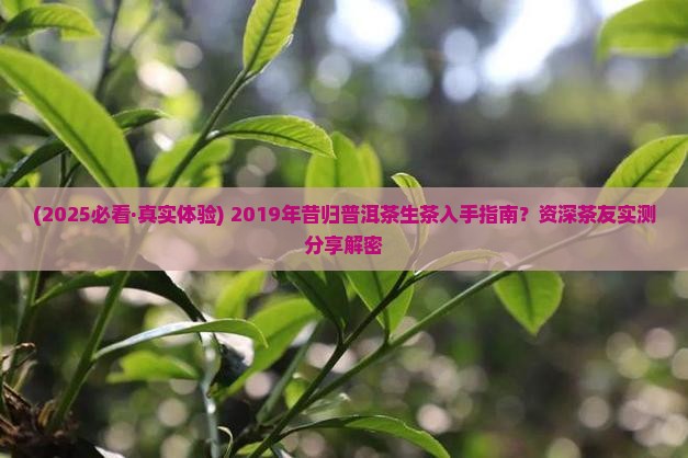 昔归普洱茶生茶2019年