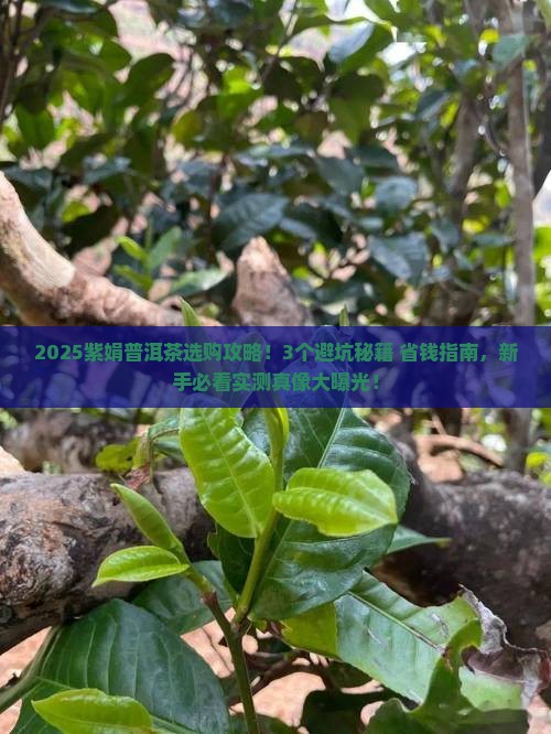 紫娟普洱茶哪家好