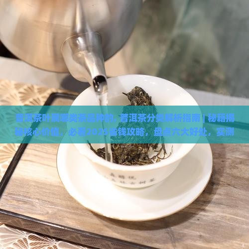 普洱茶叶属哪类茶品种的