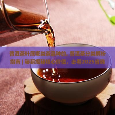 普洱茶叶属哪类茶品种的