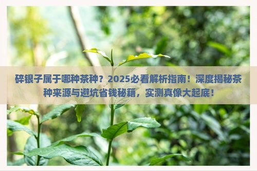 碎银子属于哪种茶种