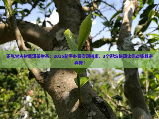 正气堂古树普洱茶生茶