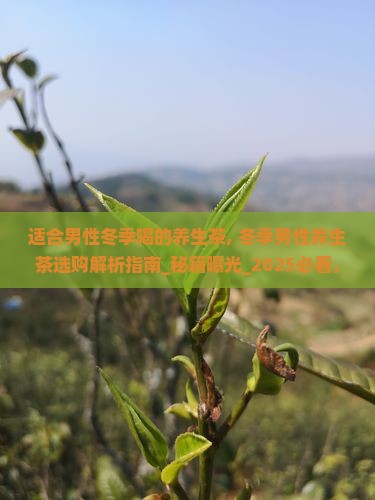 适合男性冬季喝的养生茶