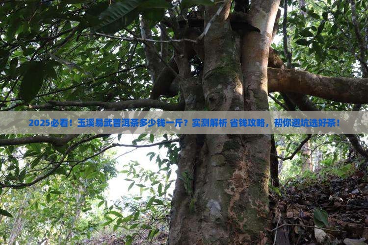 玉溪易武普洱茶多少钱一斤