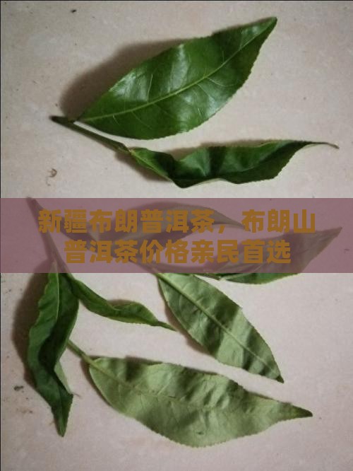 新疆布朗普洱茶