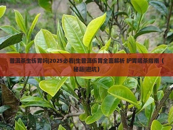 普洱茶生伤胃吗
