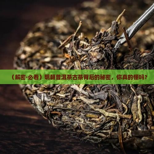 明朝普洱茶古茶