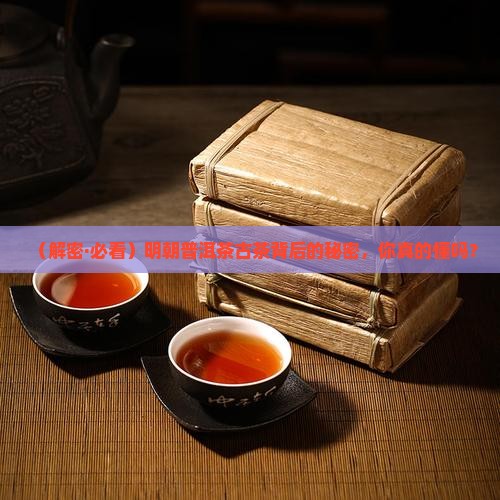 明朝普洱茶古茶
