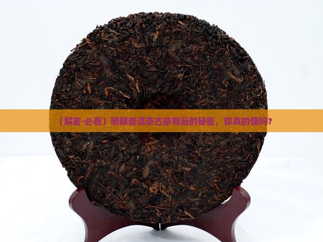 明朝普洱茶古茶