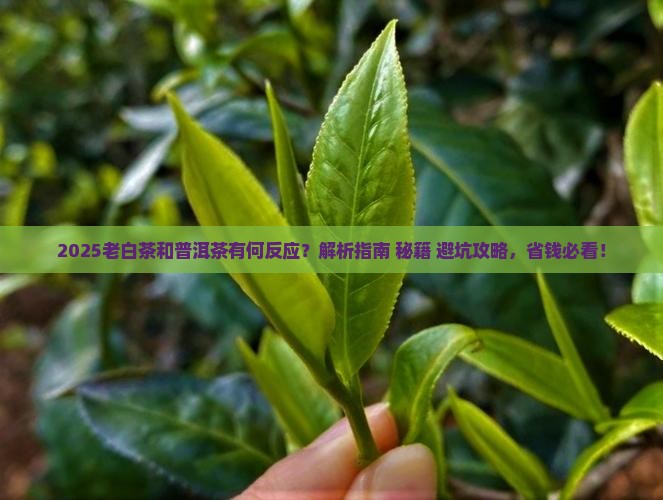 老白茶和普洱茶有反应吗