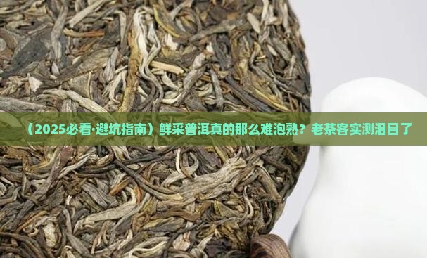 鲜采的普洱茶好不好泡熟