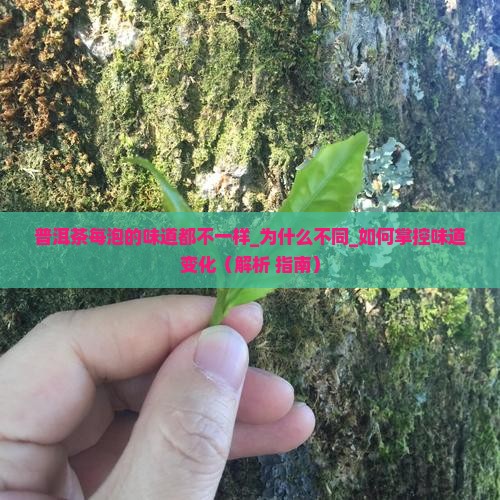 普洱茶每泡的味道都不一样