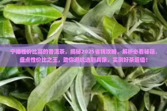 宁德性价比高的普洱茶