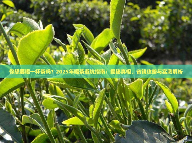 你想要喝一杯茶吗