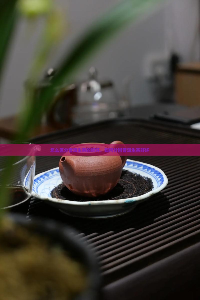怎么区分普洱生茶的好坏