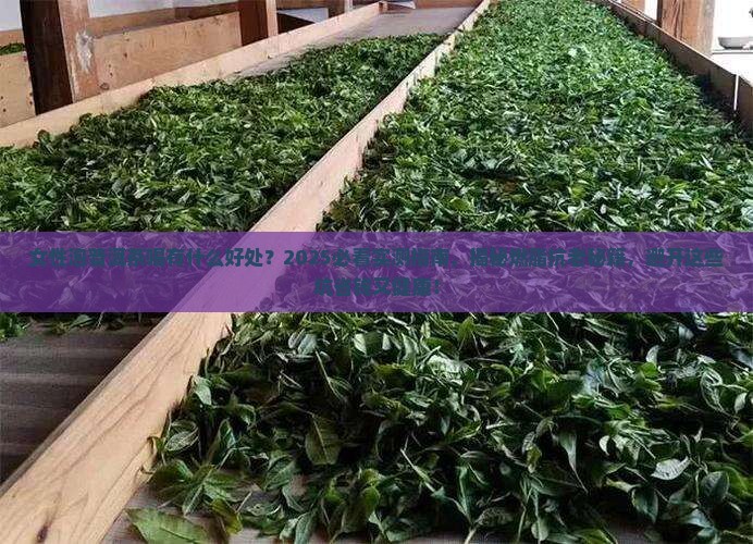 女性泡普洱茶喝有什么好处