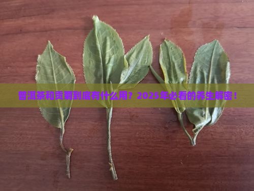 普洱茶和贡菊的作用