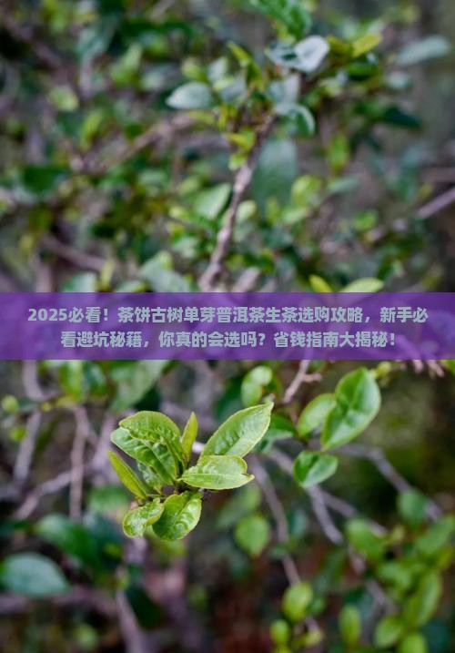 茶饼古树单芽普洱茶生茶