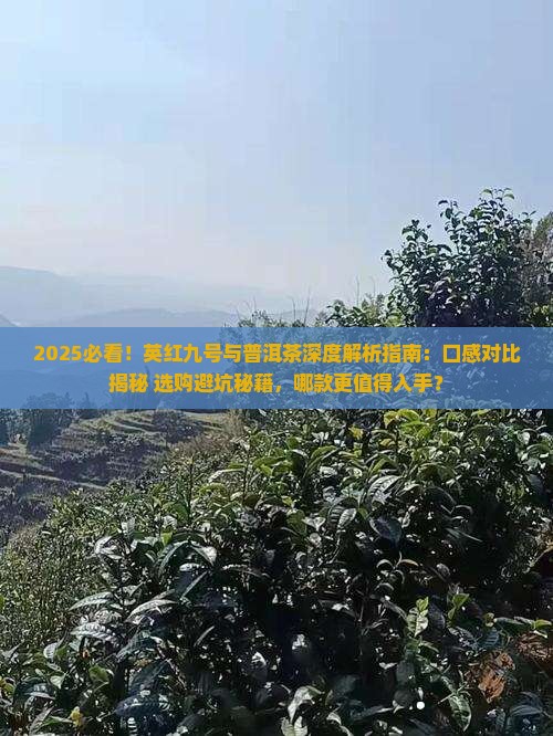 英红九号好还是普洱好