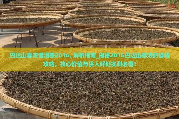 巴达山春浓普洱茶2016