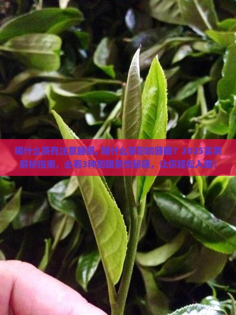 喝什么茶有注意睡眠
