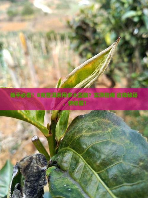 8克普洱茶用多大盖碗