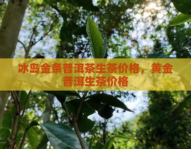 冰岛黄金条普洱茶生茶价格
