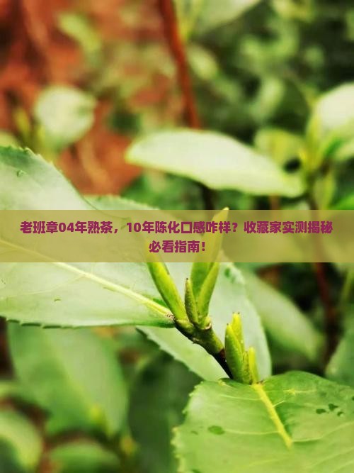老班章04年熟茶