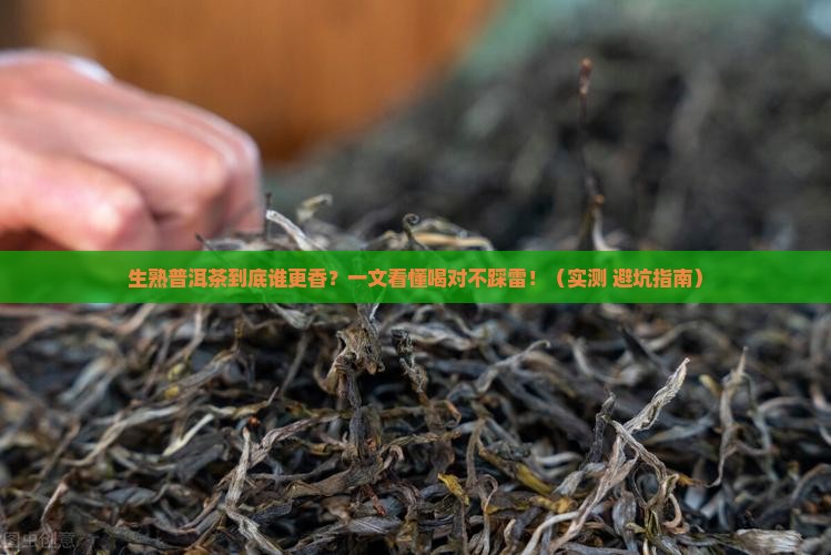 生熟普洱茶的不同口味