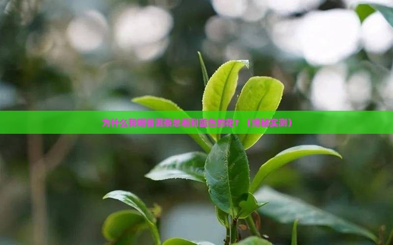 普洱茶中什么是蓝色的花