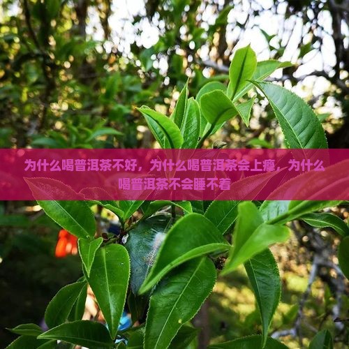 为什么喝普洱茶不好