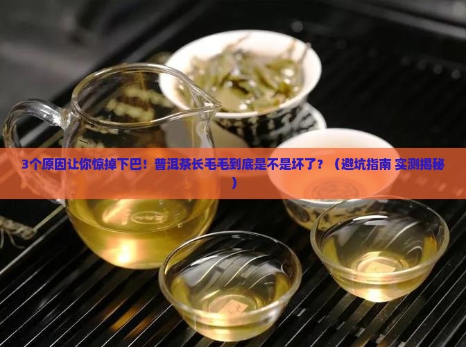 普洱茶长毛毛正常吗
