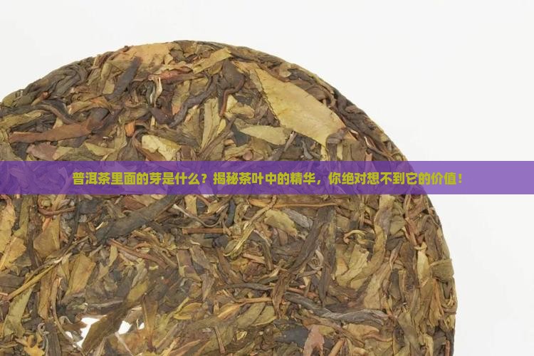 普洱茶里面的芽是什么