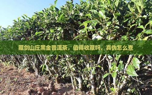 藏剑山庄黑金普洱茶