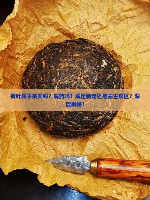 荷叶属于茶类吗解药吗