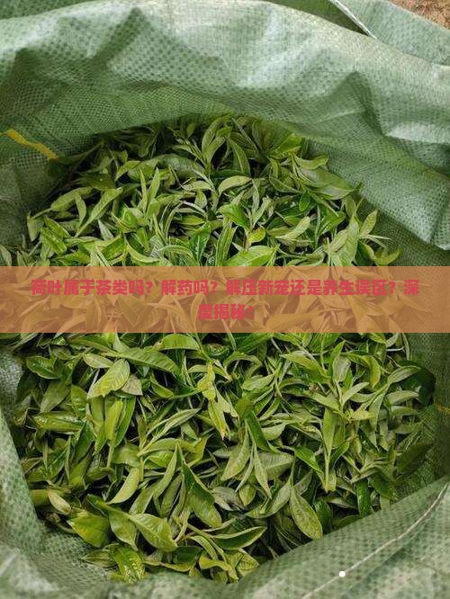 荷叶属于茶类吗解药吗