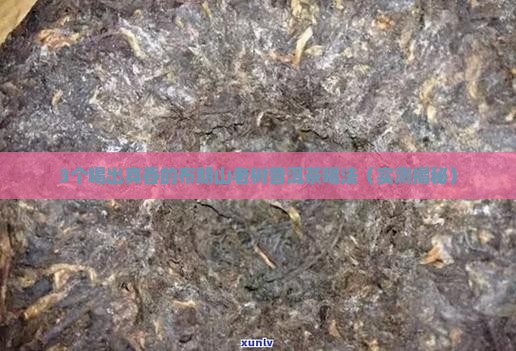 勐海老树普洱茶布朗山