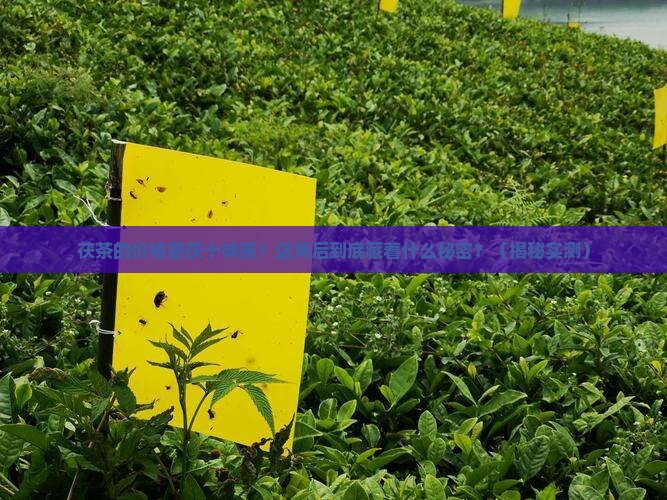 茯茶的价格意茯十味茶