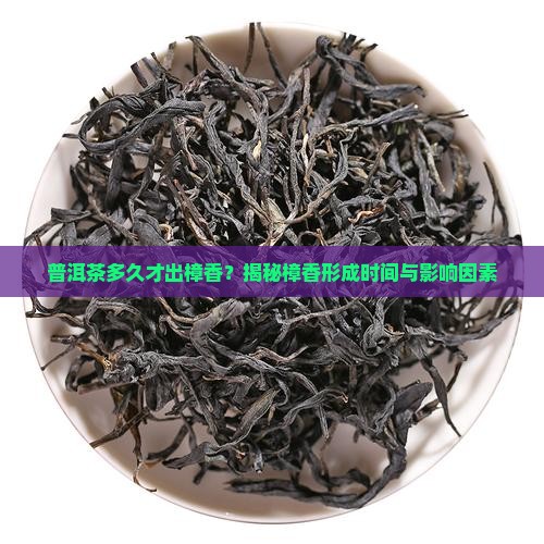 普洱茶多久才出樟香