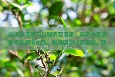 高血压浓茶普洱茶