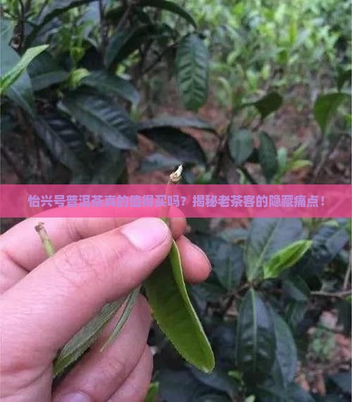 怡兴号普洱茶怎么样