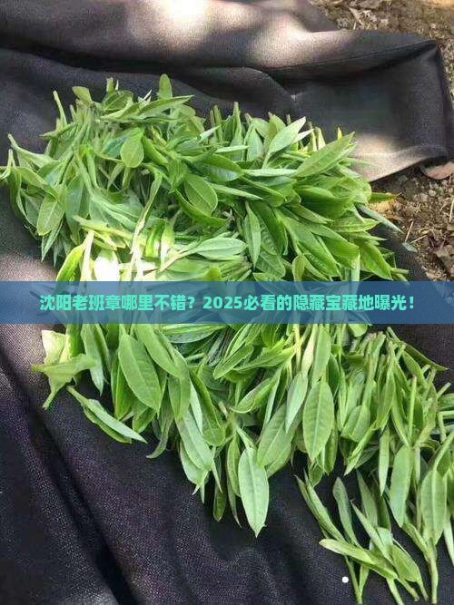 沈阳老班章哪里不错