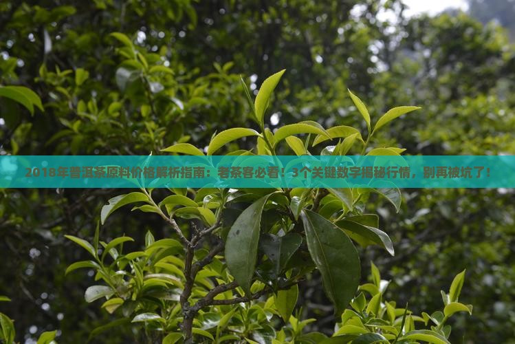 2018年普洱茶原料价格