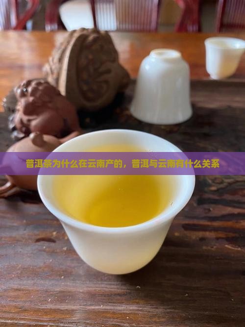 普洱茶为什么在云南产的