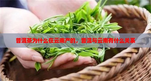 普洱茶为什么在云南产的